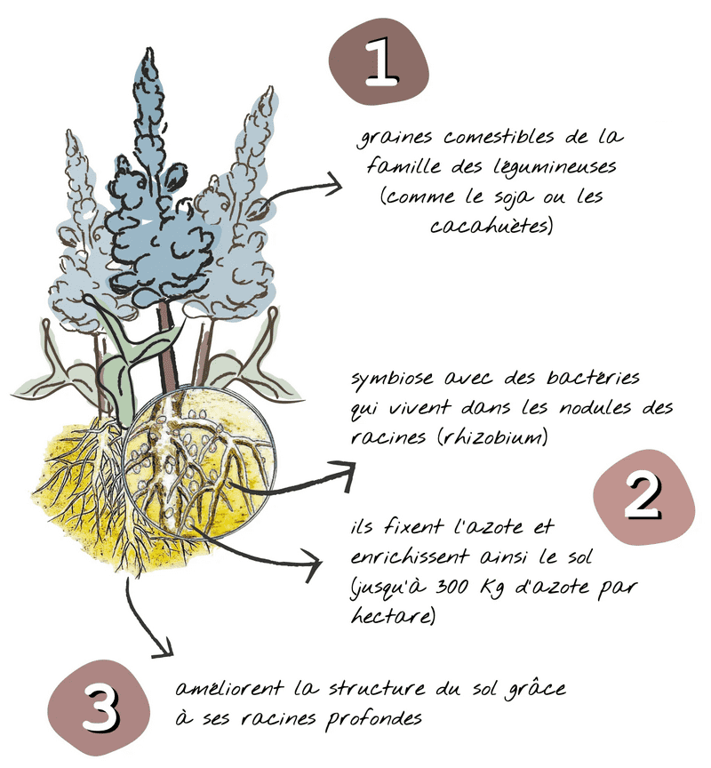 description de la plante de lupin 